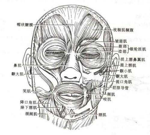 《上古卷轴5》捏脸教程 人脸造型比例解析