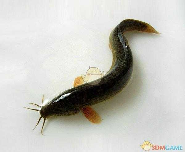 《集合啦！动物森友会》泥鳅图鉴