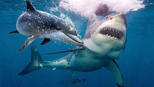 鲨鱼为什么不吃海豚(鲨鱼为什么不吃海豚的真实原因)