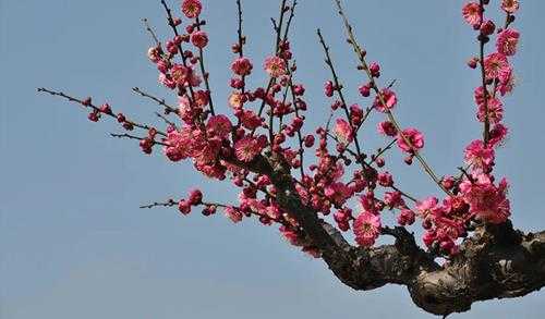 梅花的寓意与花语(梅花的花语及象征寓意详解)