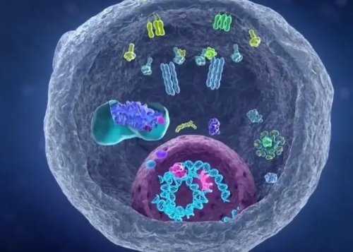 科学家找到癌细胞的生死开关 可激活释放自毁信号