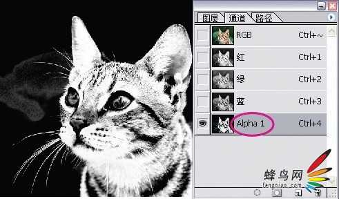 photoshop利用通道为猫咪画面选出主体