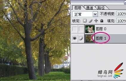 photoshop利用通道为猫咪画面选出主体