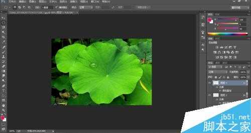 Photoshop制作荷叶上的水滴效果